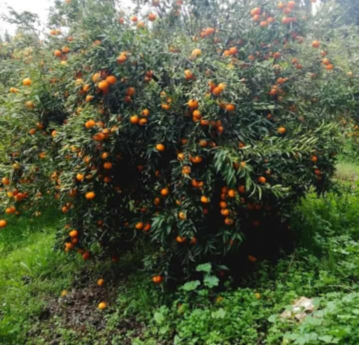 Dar Khedija Vendégház El Kheriba Kültér fotó